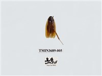 藏品(蜚蠊(2))的圖片